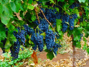 Grapes-Red-
