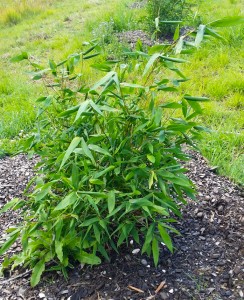 Bamboo transplanted from the Rockhampton cyclone to the Woodfordia site loves spring and recycled water and is doing fantastically well.